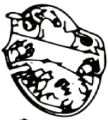 Skrzynka Rozdzielcza Dolna (Euro 5746268-01 Skrzynka Rozdzielcza Dolna (Euro 5746268-01