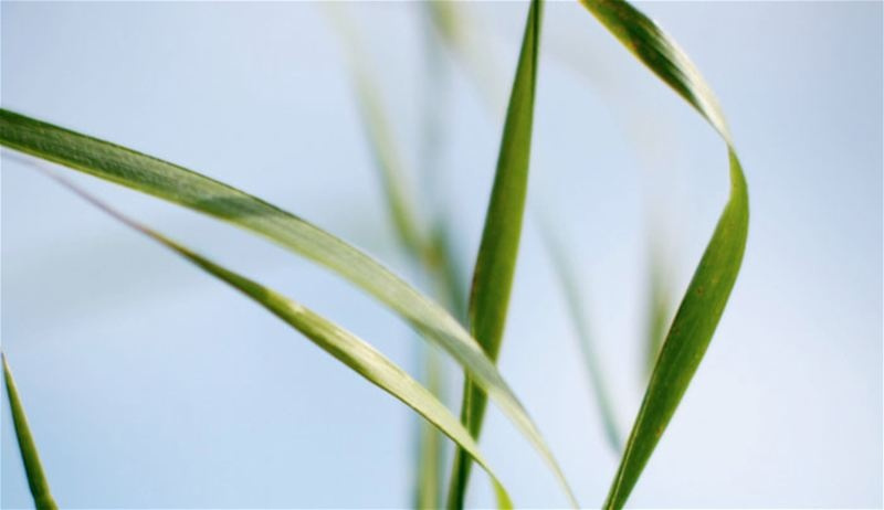 Klippo Pro 21 SH Classic Kosiarki